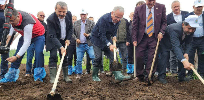 Akkuş Şeker Fasülyesi Ekimi Başladı 1