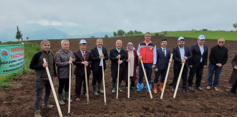 Akkuş Şeker Fasülyesi Ekimi Başladı 2