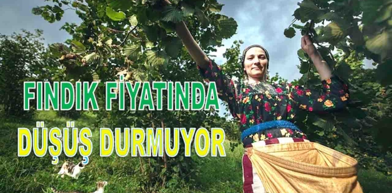 Ordu'da Fındık Fiyatı Hayal Kırıklığı Yaratıyor!