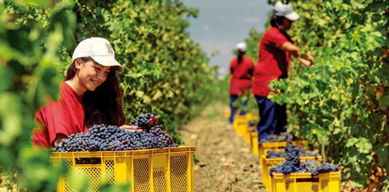 Tarım ve Gıda Sektöründe Gelişen İş Fikirleri